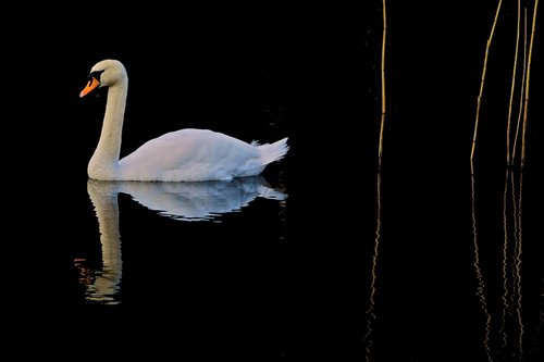 Just as Amazing Swan Photo