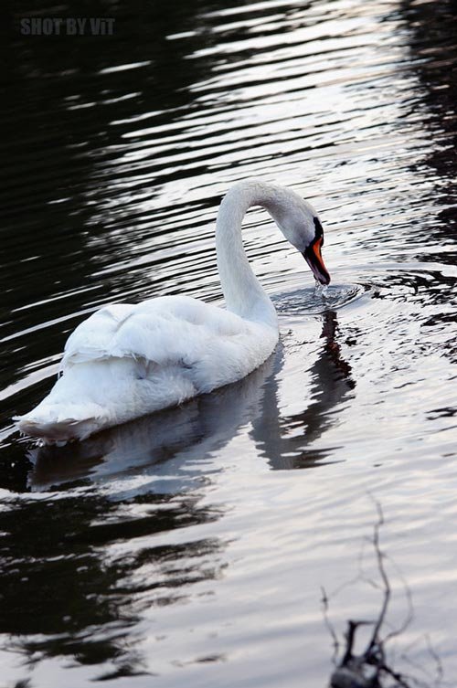 As if Singing Swan Photo