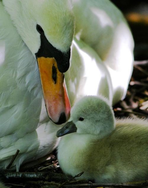 Very Adorable Swan Photo