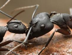昆蟲攝影：螞蟻
