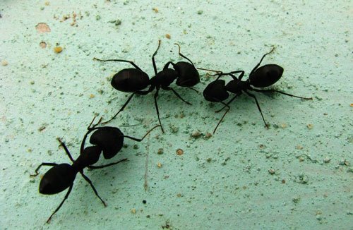 昆虫摄影：蚂蚁