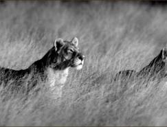 BeverlyJoubert野生動物攝影作品