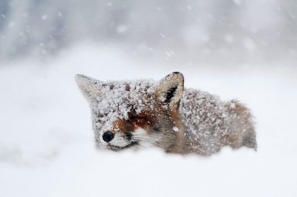 40张漂亮的野生动物摄影