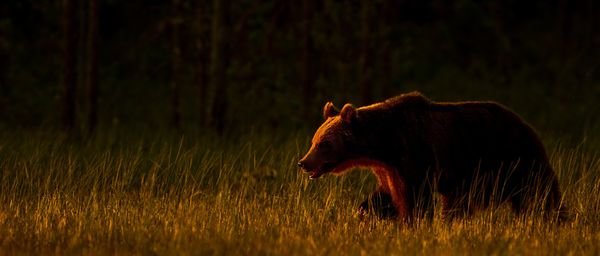40张漂亮的野生动物摄影