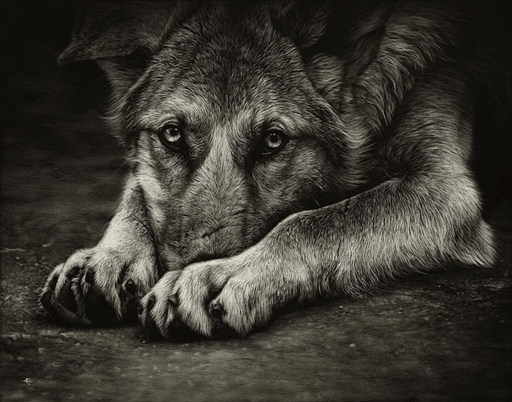 Cristina Penescu照片般逼真的动物版画艺术