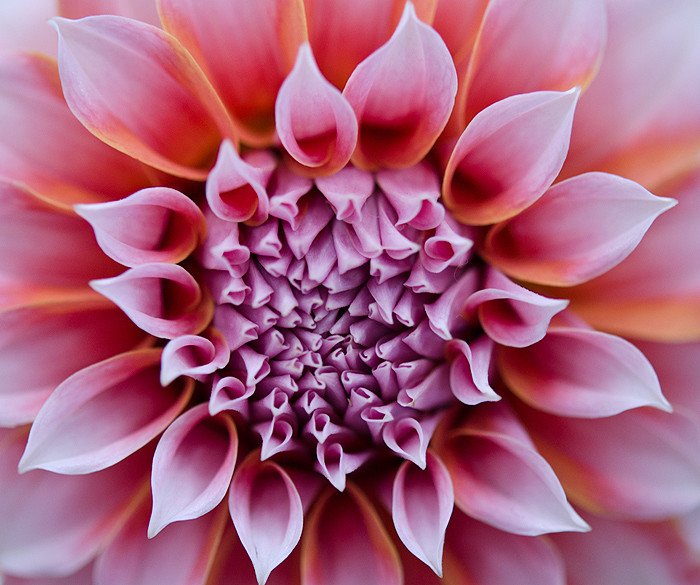 Linda Walker美丽的花卉摄影