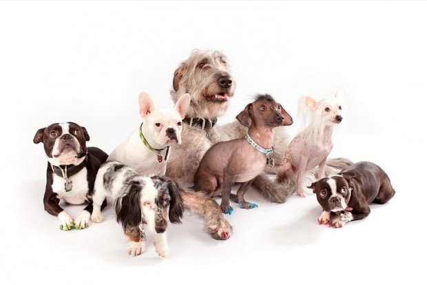 Carli Davidson可爱的宠物狗摄影