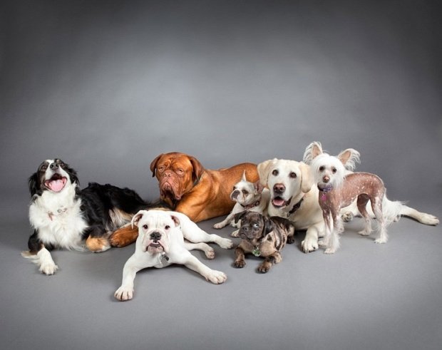 Carli Davidson可爱的宠物狗摄影