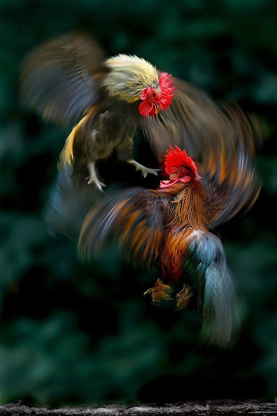 马来西亚摄影师Sam Lim精彩的自然生态摄影