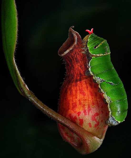 马来西亚摄影师Sam Lim精彩的自然生态摄影