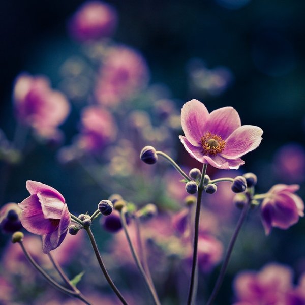 漂亮的花卉摄影佳作欣赏