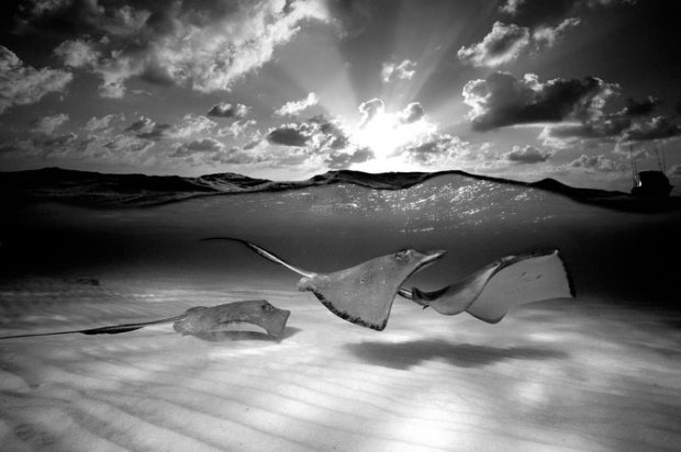 David Doubilet精彩的水下摄影作品