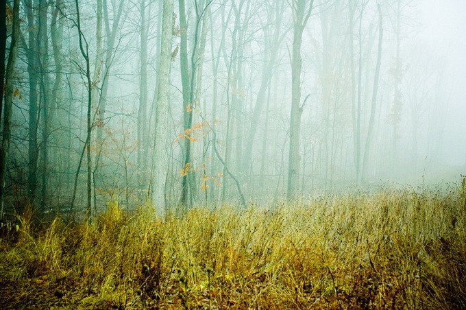 森林之美：Joy St. Claire摄影欣赏