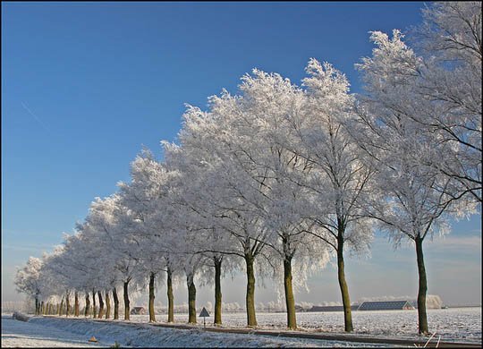 神奇的大自然：漂亮的雪树图片欣赏
