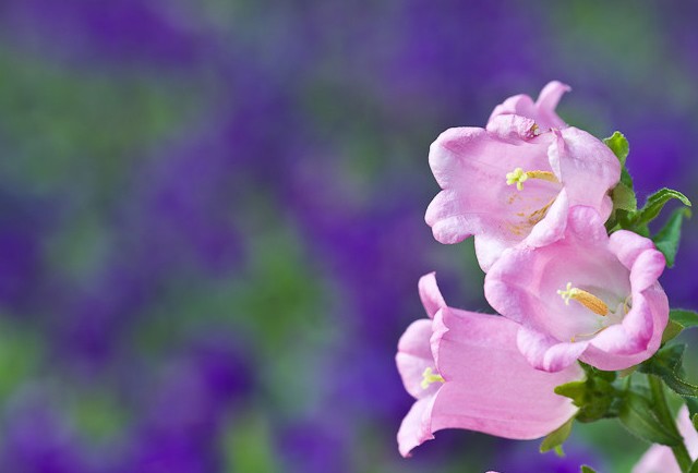60张漂亮的花卉摄影作品