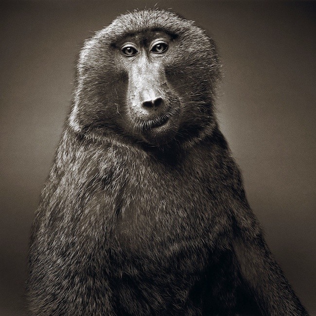 Alexander Von Reiswitz：动物肖像摄影