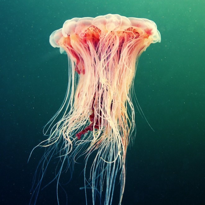 Alexander Semenov美丽的水母摄影
