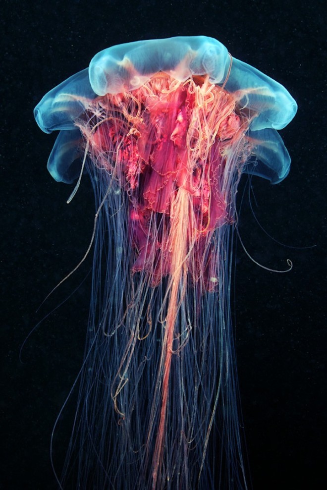Alexander Semenov美丽的水母摄影