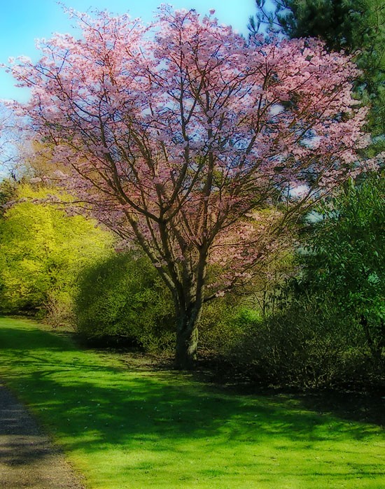 春天的色彩：花朵和树的调色板