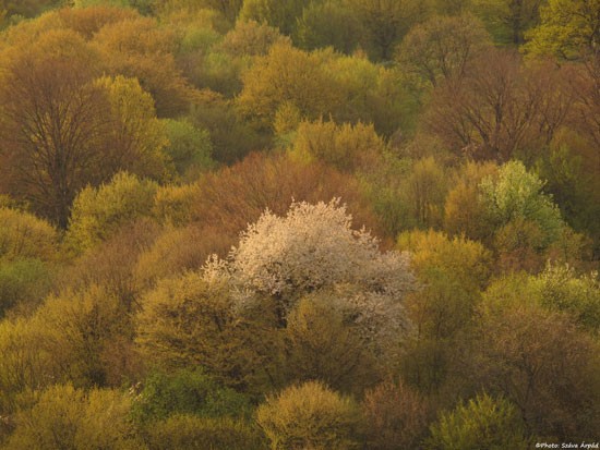 春天的色彩：花朵和树的调色板