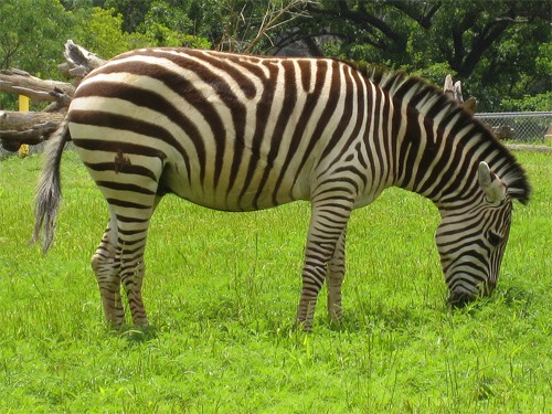 Grevy's Zebra