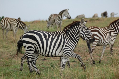 Masai Zebra