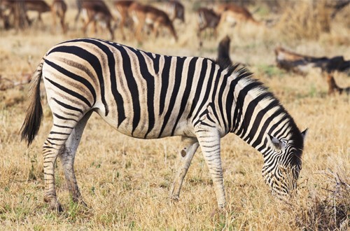 African zebra