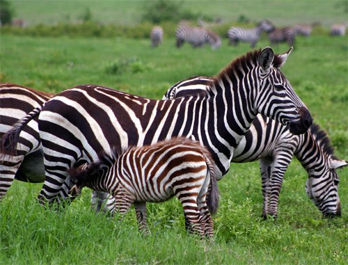 zebras