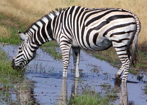 Zebra drinking