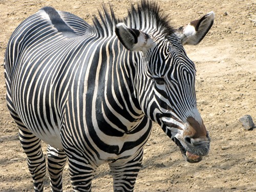 Smiling Zebra