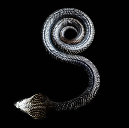 致命诱惑：Mark Laita作品集《蛇形》