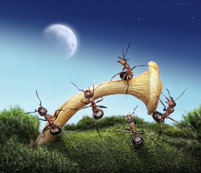 Andrey Pavlov微距摄影：蚂蚁王国