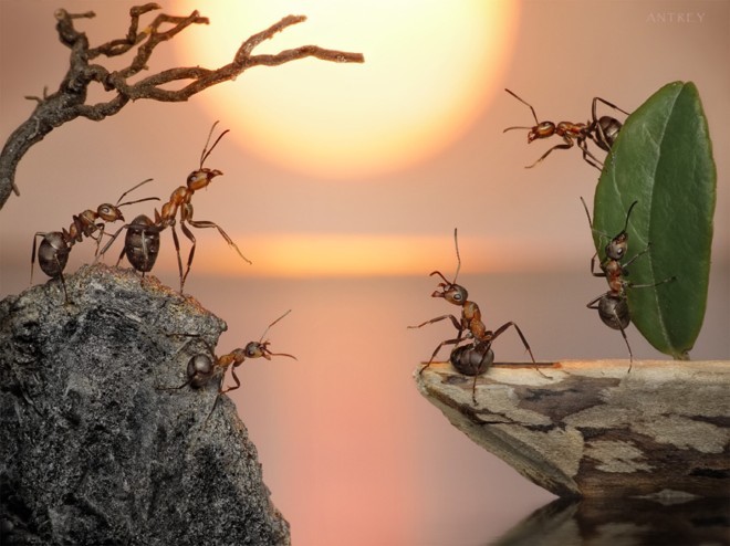 Andrey Pavlov微距摄影：蚂蚁王国