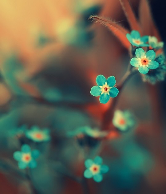 50张美丽的花卉摄影