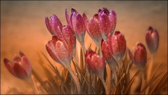 50张美丽的花卉摄影