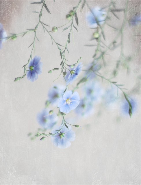 Linda Trine美丽的花卉摄影作品