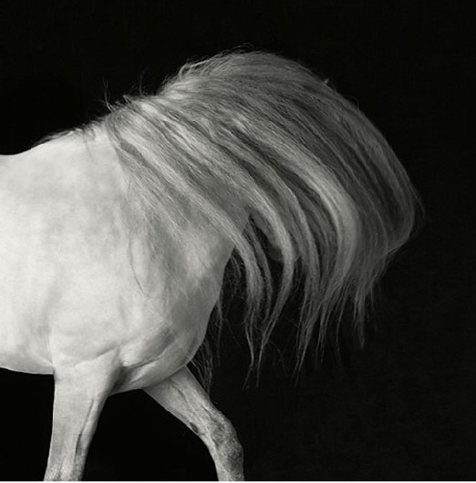 50张黑白动物摄影佳作欣赏