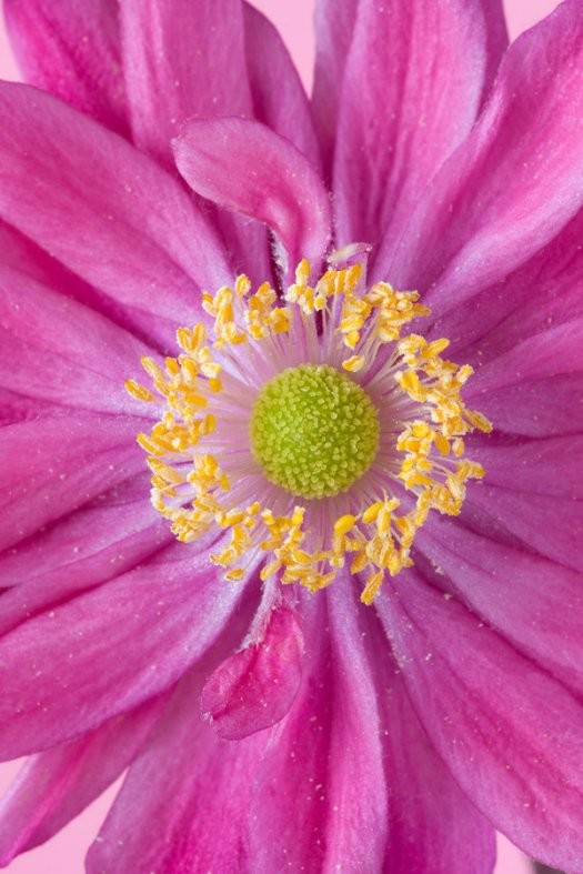 25张漂亮的花卉摄影作品