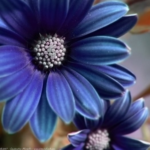 25张漂亮的花卉摄影作品
