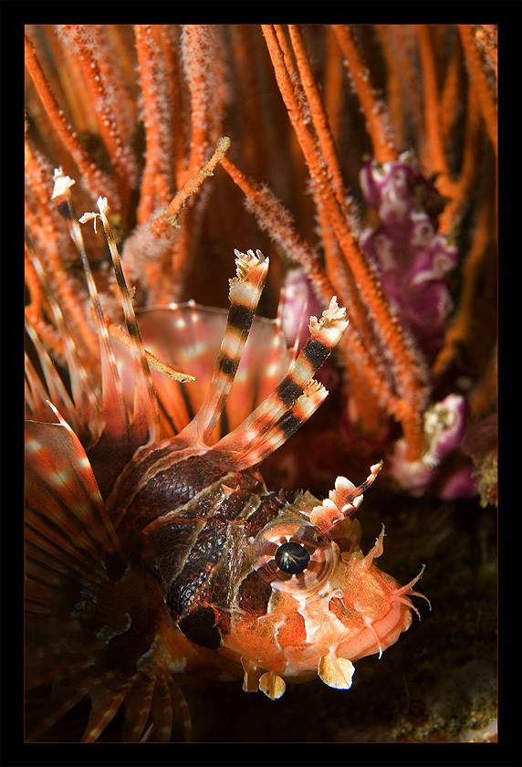 Andrey Narchuk镜头下美丽的海洋生物