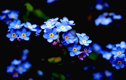 30张美丽的花卉摄影
