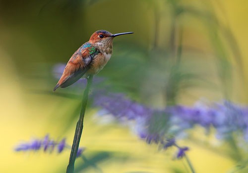 30张漂亮的蜂鸟摄影欣赏