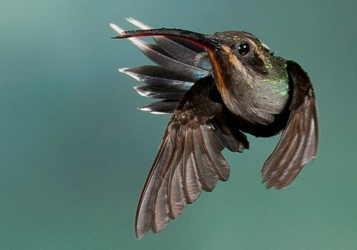 30张漂亮的蜂鸟摄影欣赏
