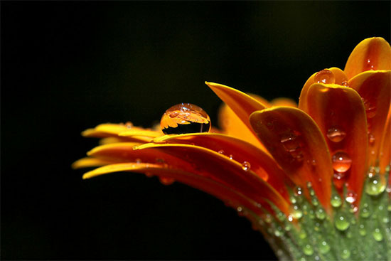 自然的艺术：美丽花卉摄影欣赏