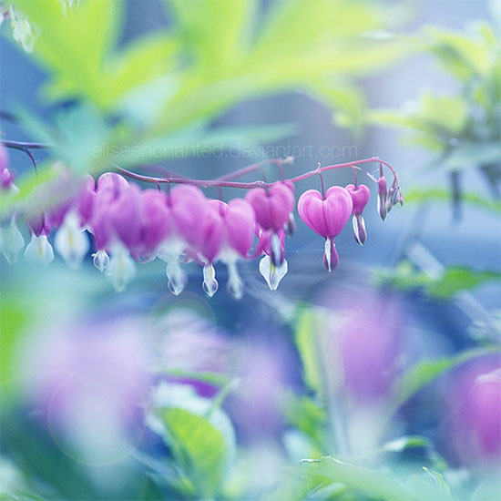自然的艺术：美丽花卉摄影欣赏