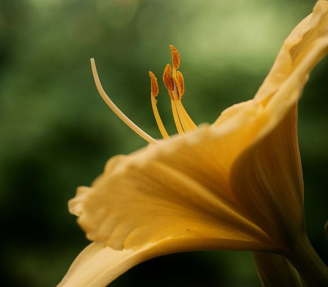 Jacob Edmiston漂亮的花卉摄影