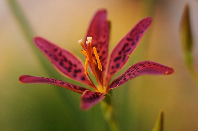 Jacob Edmiston漂亮的花卉摄影