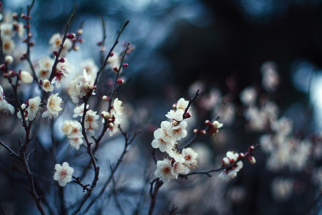 日本摄影师Setsuna花卉摄影