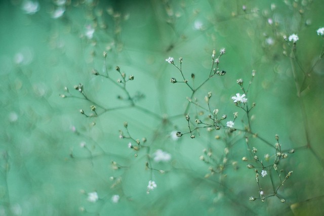 日本摄影师Setsuna花卉摄影