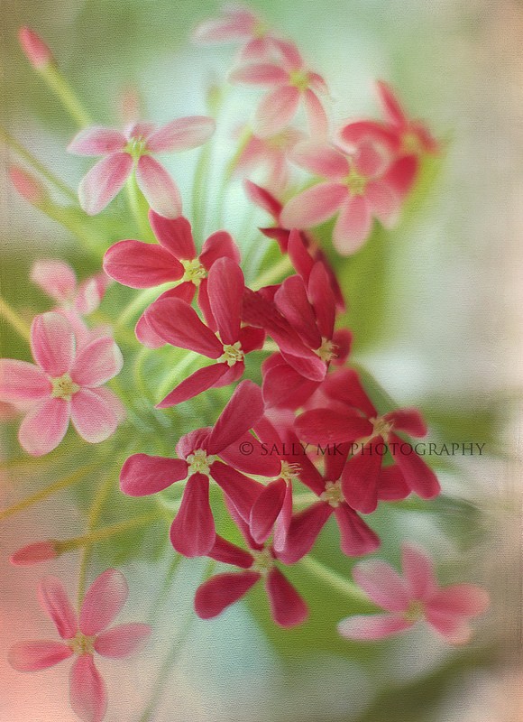 马来西亚Salmah MK花卉摄影欣赏